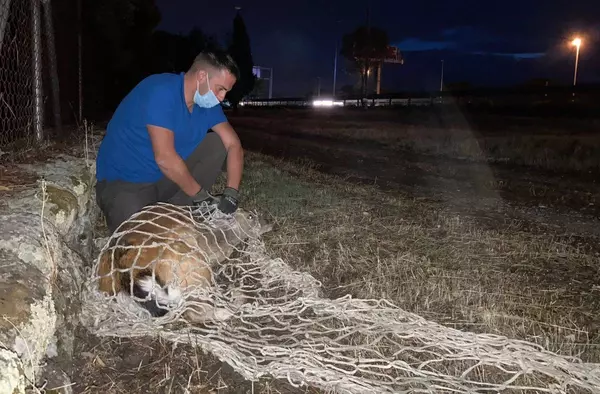 Rescatado un gamo herido en la Dehesa de Navalcarbón de Las Rozas