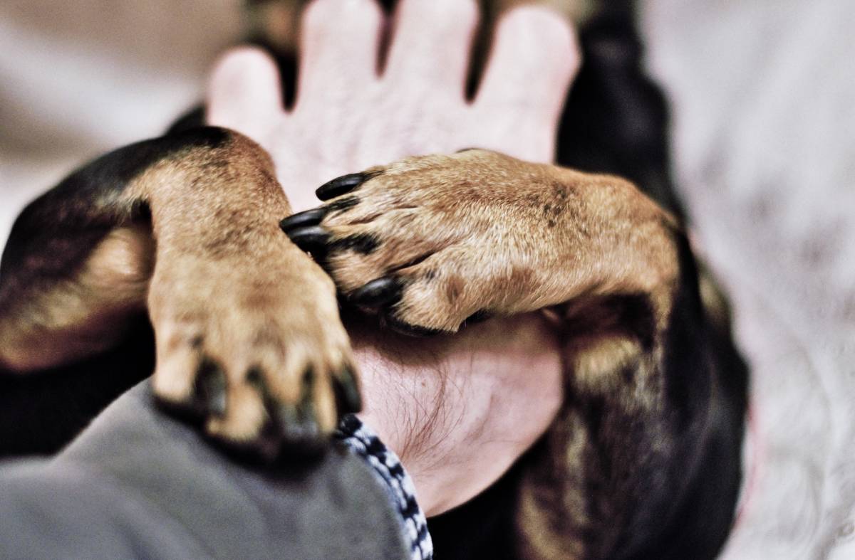 Las Rozas ofrece talleres de musicoterapia y terapia asistida con perros para personas con discapacidad