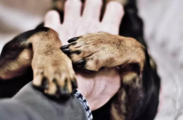 Las Rozas ofrece talleres de musicoterapia y terapia asistida con perros para personas con discapacidad