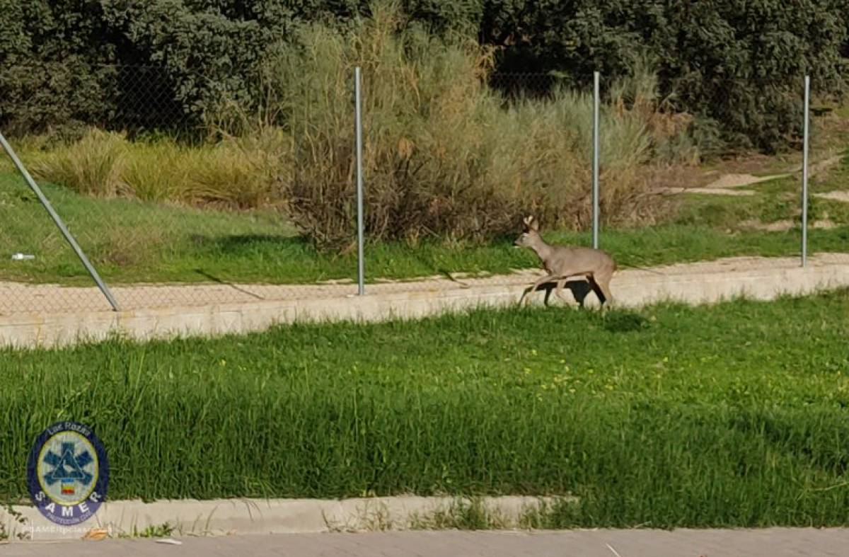 Un corzo se cuela en las instalaciones de Protección Civil de Las Rozas