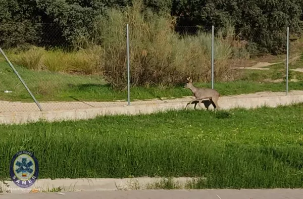 Un corzo se cuela en las instalaciones de Protección Civil de Las Rozas