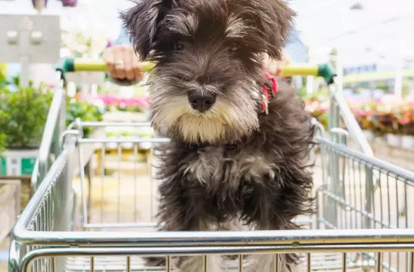 El Centro Comercial El Pinar de Las Rozas ya es Pet Friendly