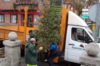 Comienza la Campaña Municipal de recogida y reciclaje de abetos navideños