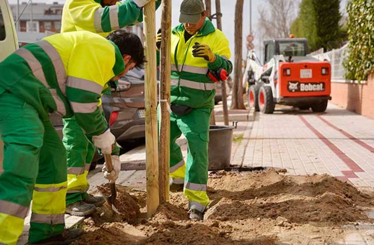 Las Rozas renueva sus ejemplares urbanos con la plantación de más de 600 árboles y 13.000 arbustos
