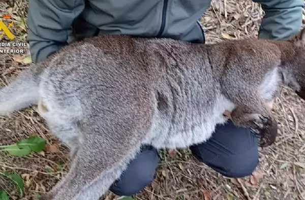 Incautados cuatro ejemplares de wallabíe en una finca de Villanueva de la Cañada