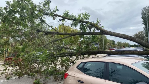 Un vehículo aplastado por la caída de un árbol durante las intensas rachas de viento en Las Rozas