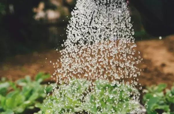 Tres principales beneficios de la jardinería para el bienestar emocional