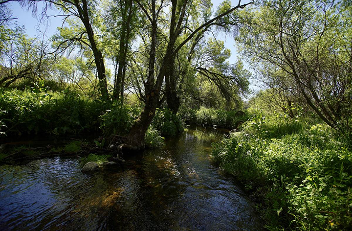 El Ayuntamiento de Las Rozas comienza las labores de desbroce en la senda del arroyo Trofa