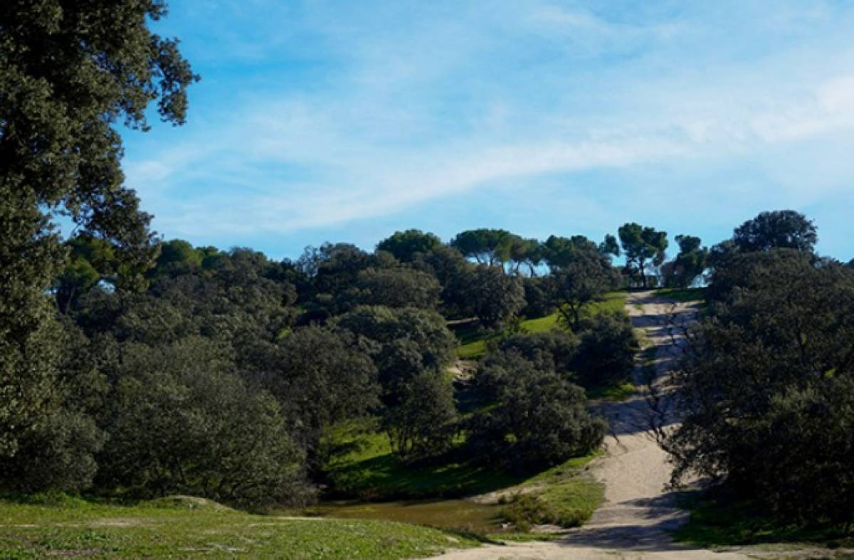 Las Rozas recibe al mes de junio con música, actividades al aire libre y deporte: planes para el fin de semana