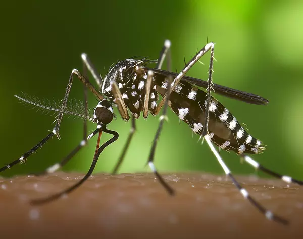 Detectada presencia de mosquito tigre en Las Rozas y Majadahonda: urge colaboración ciudadana