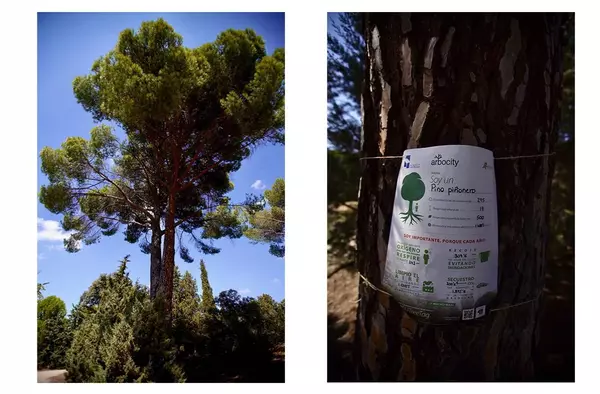Un árbol singular de Las Rozas participa en la campaña europea #EUTreeTag