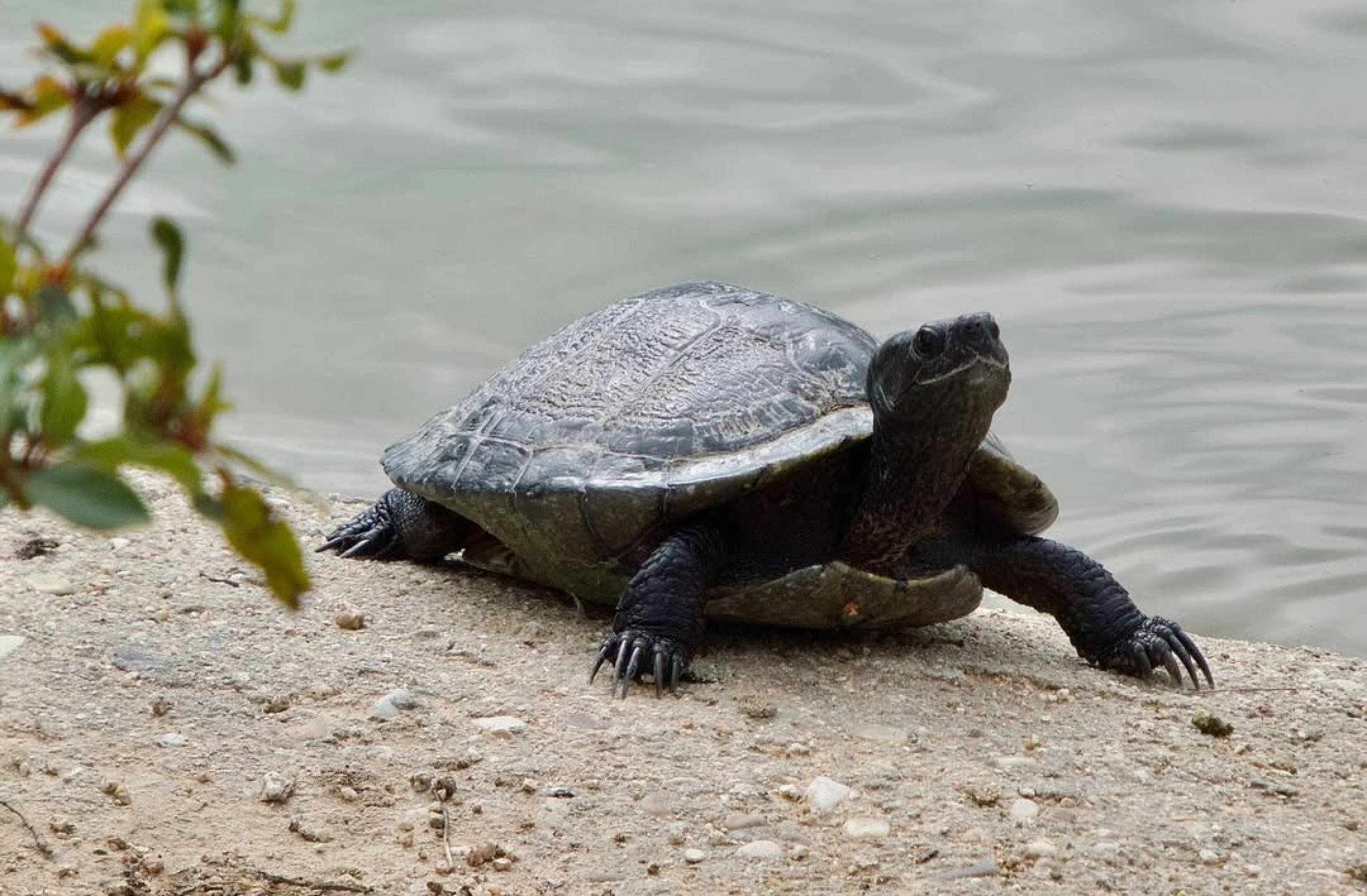 De la tortuga galápago a la araña lobo: una cuenta de instagram descubre la fauna oculta de Las Rozas