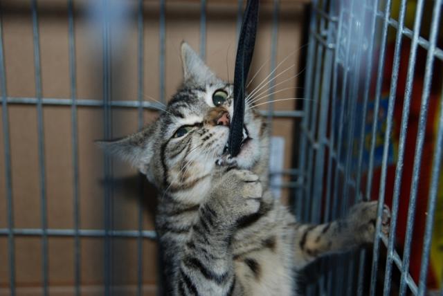 Comienza la campaña anual de vacunación e identificación de animales domésticos