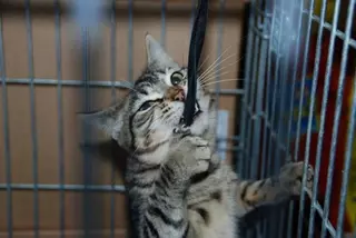 Comienza la campaña anual de vacunación e identificación de animales domésticos