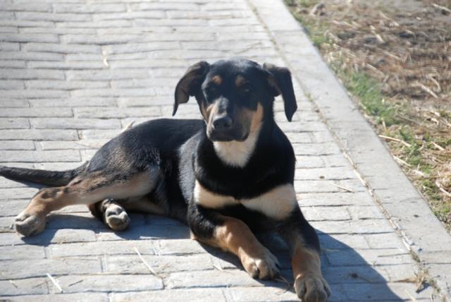 El Ayuntamiento de Las Rozas forma parte de la iniciativa  de la Comunidad Madrid Adopta