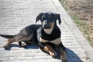 El Ayuntamiento de Las Rozas forma parte de la iniciativa  de la Comunidad Madrid Adopta