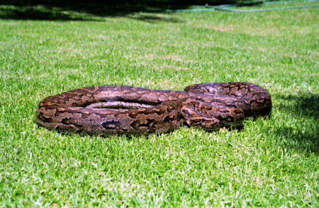 La policía local de Las Rozas intensifica el control de los animales peligrosos