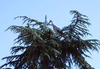 El Pleno tratará la aprobación definitiva del escudo y la bandera de Las Rozas