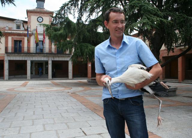 Los servicios municipales recogieron una cigüeña caida de la Torre de San Miguel