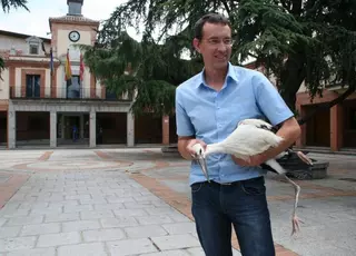 Los servicios municipales recogieron una cigüeña caida de la Torre de San Miguel