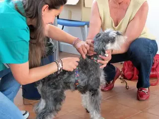 Más de 850 mascotas fueron atendidas durante la campaña municipal de vacunación