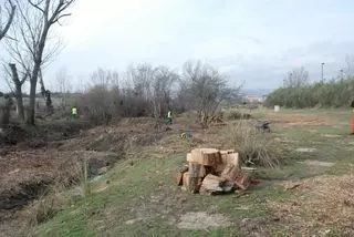 Las Rozas ha reforestado casi 15 hectáreas durante este año dentro del Proyecto Life