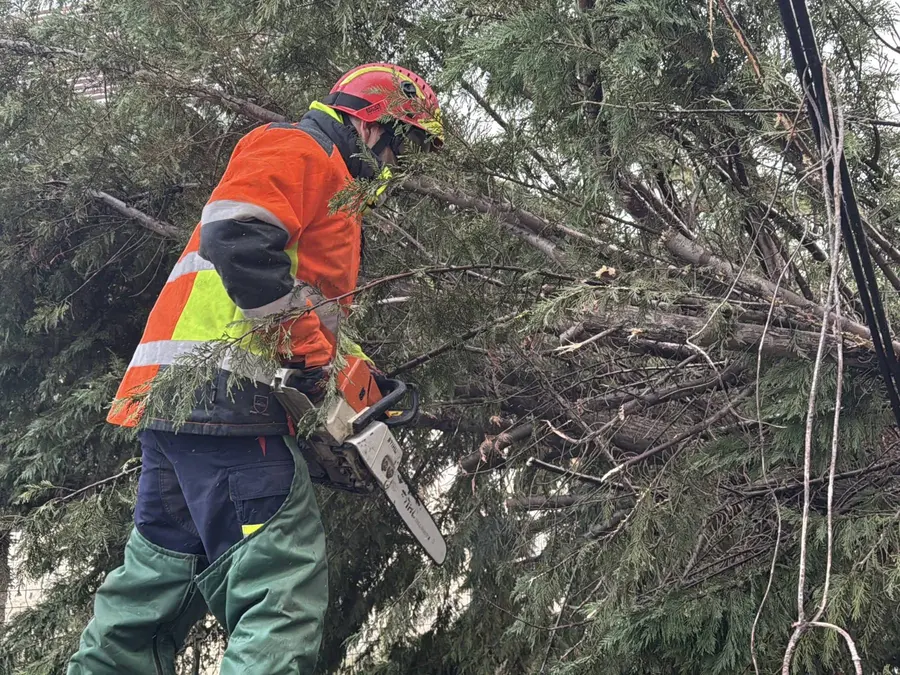 Preocupación por la caída de árboles en Las Rozas