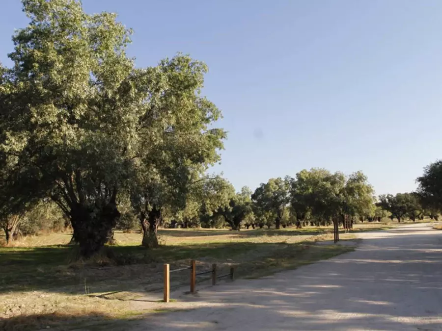 Paseo Monte Boadilla: Celebración de la Primavera